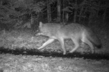 Coyote100509_2232hrs